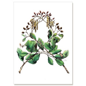 Alder - pionier van de Stream, botanische illustratie wenskaart 5 "x 7" SET van zes