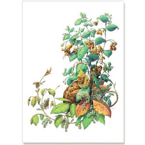 Ilustración botánica de jewelweed - Soothesayer, saludo tarjeta 5 "x 7" PACK de seis