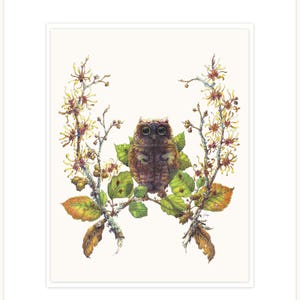 Avellana de la bruja - la ilustración botánica de prestidigitador fina impresión 11 "x 14" con mat y respaldo