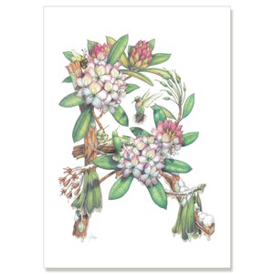 Rhododendron - Forest Debutante, botanische illustratie groet kaart 5 "x 7" SET van zes