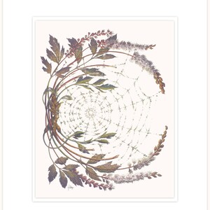 Perlas de cohosh - abuela ilustración botánica letra 11 "x 14" con mat y respaldo