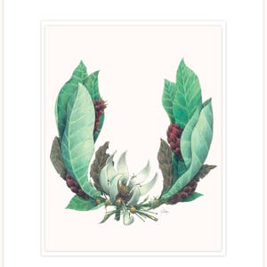 Árbol del paraguas - Reina de los escarabajos, ilustración botánica letra 11 "x 14" con mat y respaldo