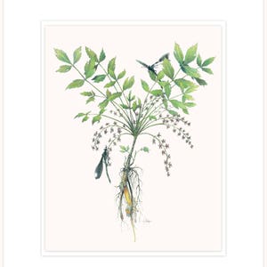 Yellowroot - Scout Creek, ilustración botánica letra 16 "x 20" con mat y respaldo