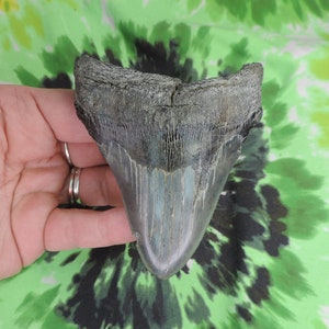 Megalodon Sharks Tooth 3 3/4&#39;&#39; inch NO RESTORATIONS fossil sharks teeth tooth
