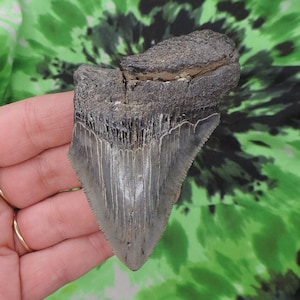 Megalodon Sharks Tooth 3 3/8&#39;&#39; inch NO RESTORATIONS fossil sharks teeth tooth
