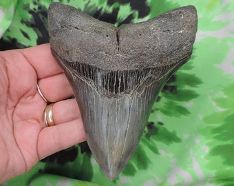 Megalodon Sharks Tooth 4 7/8&#39;&#39; inch NO RESTORATIONS fossil sharks teeth tooth
