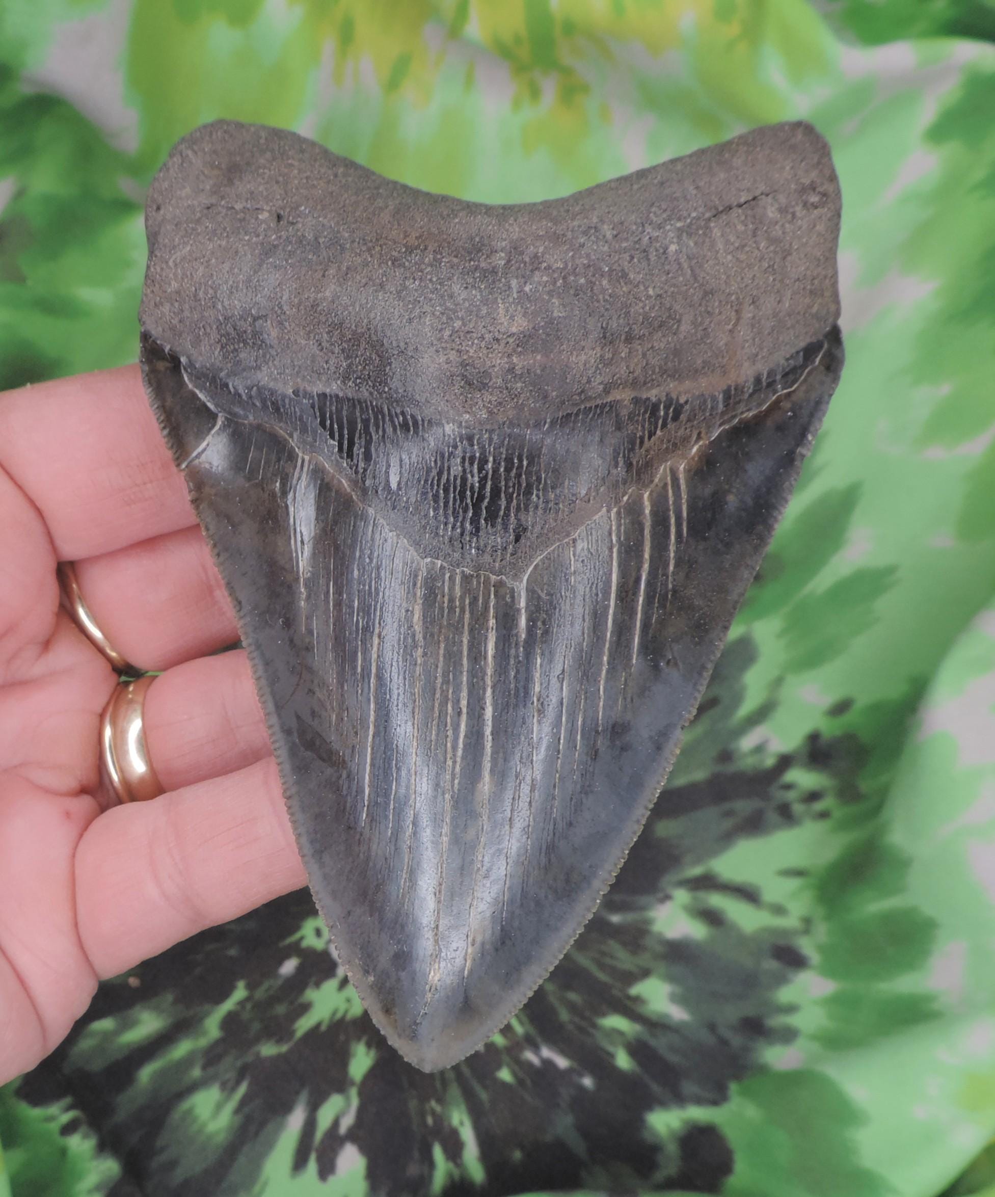 Megalodon Sharks Tooth 4 3/4'' inch BEAUTY NO RESTORATIONS fossil sharks teeth tooth