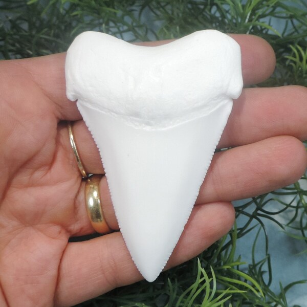 3'' Great White Sharks Tooth Replica