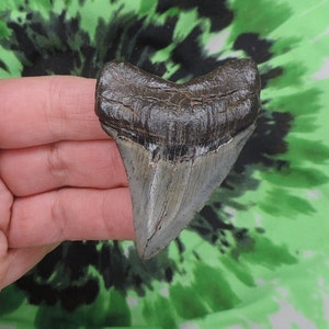 Megalodon Sharks Tooth 2 1/2&#39;&#39; inch NO RESTORATIONS fossil sharks teeth tooth