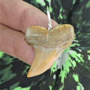 Mako Sharks Tooth Pendant SUPER COLORS! no restorations!