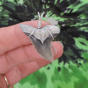 Hemepristis Serra Haifischzahn Anhänger SCHÖNHEIT!! Fossiler Zahn Haie Zähne Schmuck