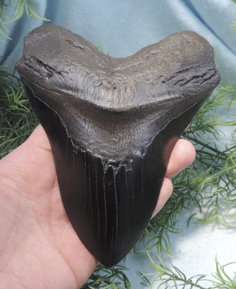 Massive 6 1/16''  Megalodon Tooth Replica image 0