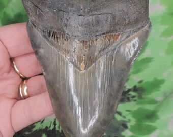 Megalodon Sharks Tooth 4 11/16&#39;&#39; inch A+GRADE NO RESTORATIONS fossil sharks teeth tooth