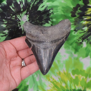 Megalodon Sharks Tooth 3 7/8&#39;&#39; inch NO RESTORATIONS fossil sharks teeth tooth