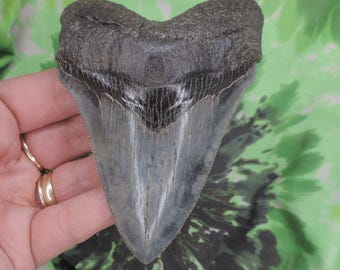 Megalodon Sharks Tooth 4 1/2&#39;&#39; inch A+GRADE NO RESTORATIONS fossil sharks teeth tooth