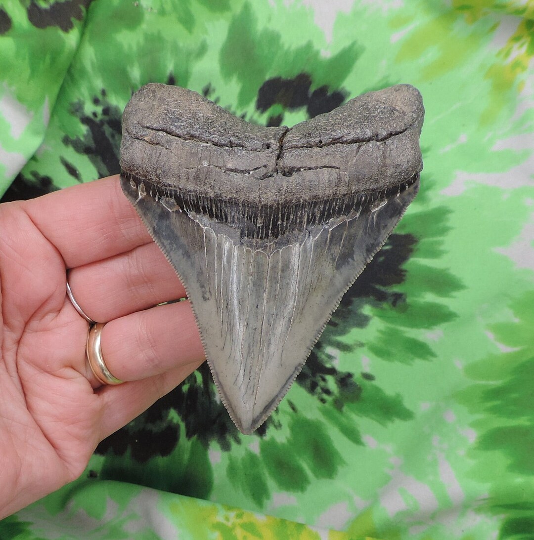 3 7/8インチのメガロドンの歯の化石：サウスカロライナ州で発見 - Etsy