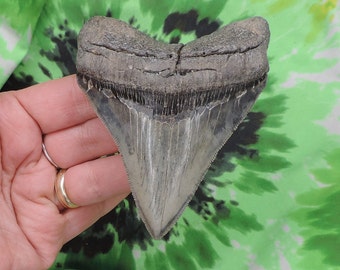 Megalodon Sharks Tooth 3 7/8&#39;&#39; inch BEAUTY! NO RESTORATIONS fossil sharks teeth tooth