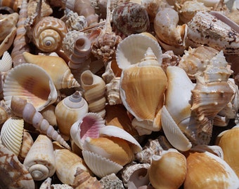 1 KILO Bag Bulk Seashells, Wholesale Seashells, Mixed Seashells, Wedding Shells, Wholesale Craft Shells, Craft Seashells Bulk
