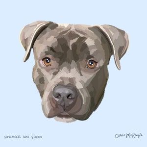 May include: A close-up portrait of a gray pit bull dog with brown eyes. The dog is looking directly at the viewer with a serious expression.
