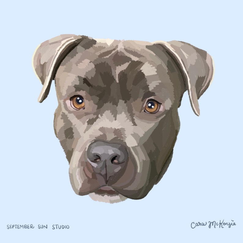 May include: A close-up portrait of a gray pit bull dog with brown eyes. The dog is looking directly at the viewer with a serious expression.
