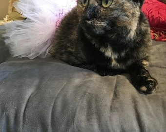 cat with tutu