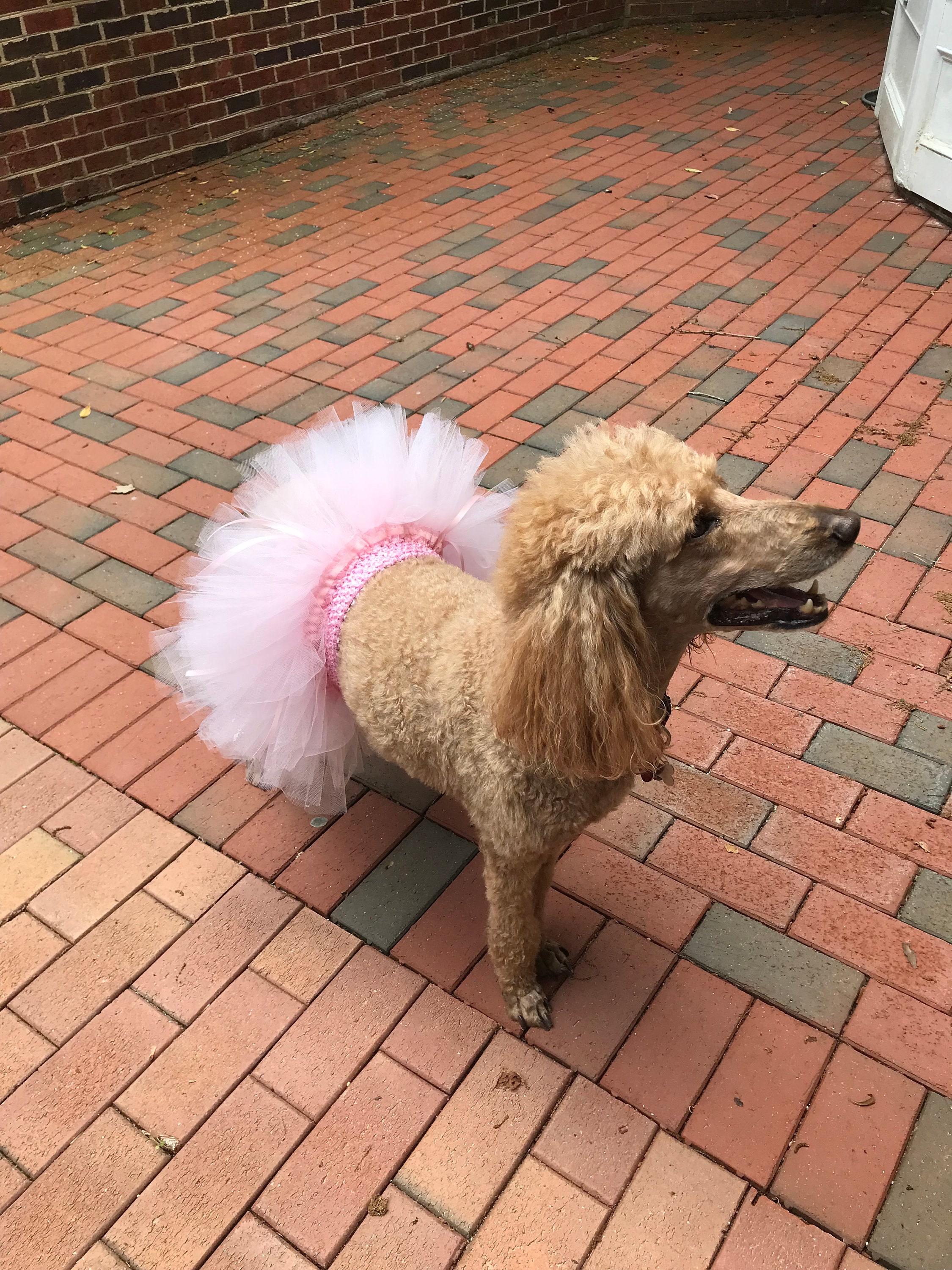 Can Dogs Get Trapped In Tulle photo