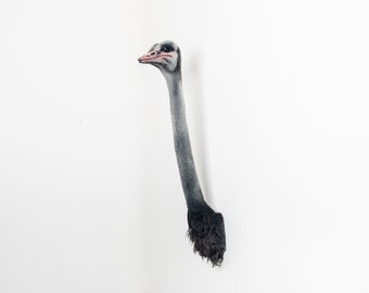 Faux Taxidermy Ostrich Head Animal Friendly Decorative Art Handmade in Wales, Great Britain Life Size