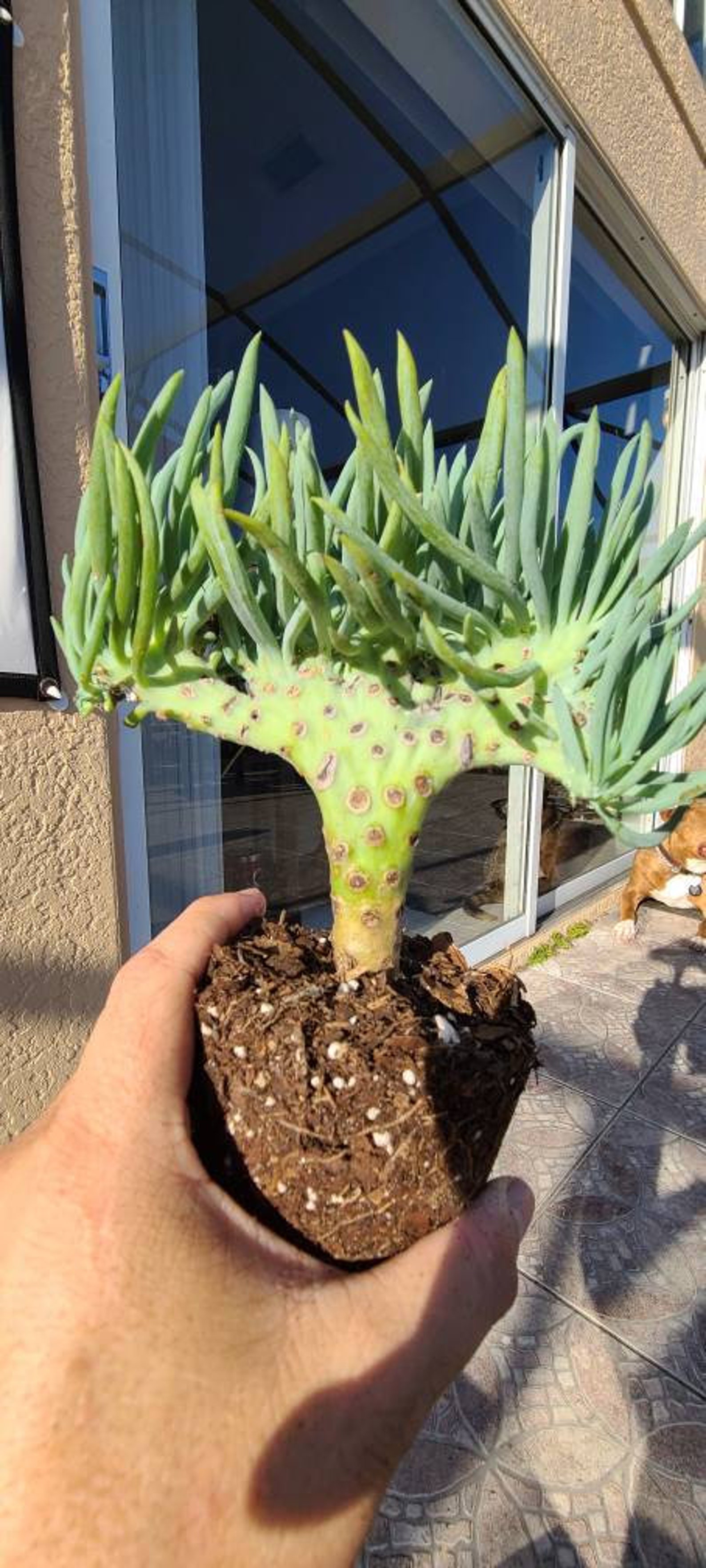 Restocked again MERMAID TAIL SUCCULENTS Senecio vitalis var Etsy