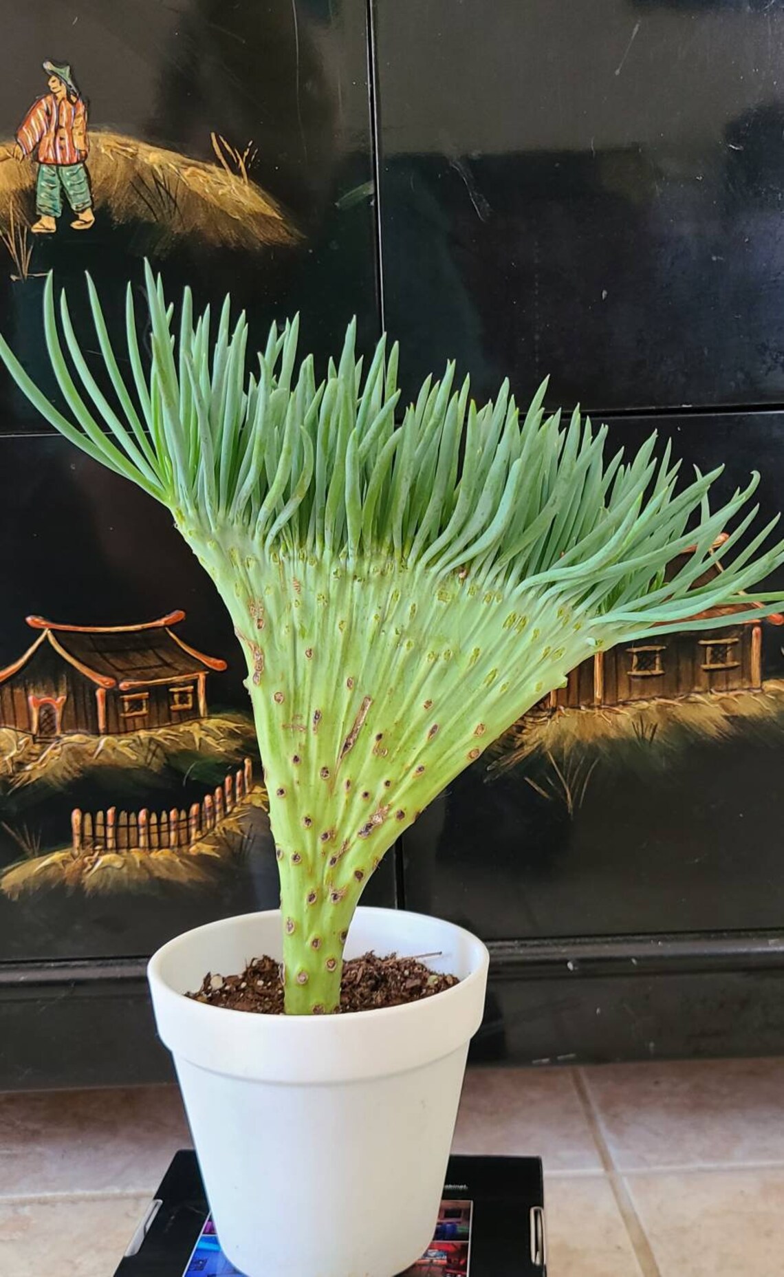 Restocked again MERMAID TAIL SUCCULENTS Senecio vitalis var Etsy