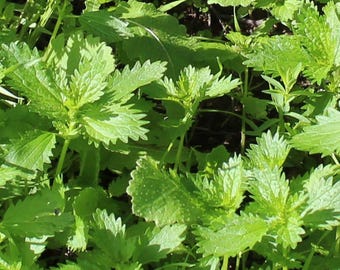 Stinging Nettle Guide: Benefits & Uses (PDF Downloadable Booklet)