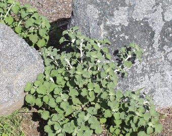 A misunderstood herb "Horehound: A Timeless Remedy"