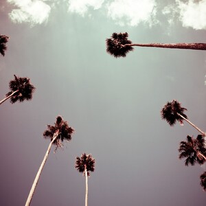 Palm Tree Art, Looking up, Tropical Art, Tropical Photograph, Palm Photograph, Beach Print, Ocean Art, Florida Art Print, Kim McKinney