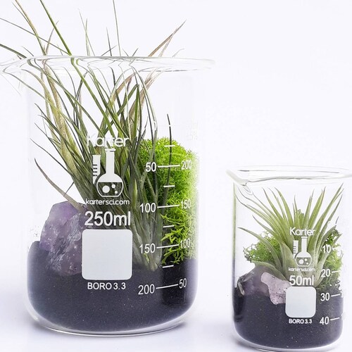 Science Inspired Gifts Air Plant Terrarium Beaker Set Etsy