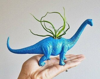 Bold Blue Dinosaur Planter with Air Plant