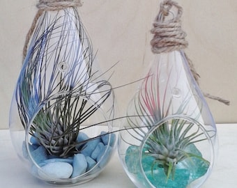 Beach Inspired Indoor Planters, Air Plants, Beach Decor