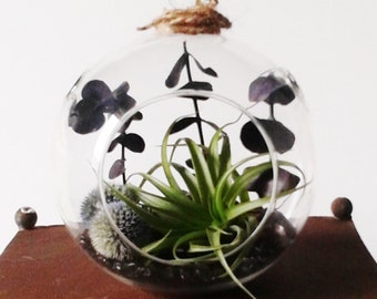 Midnight + Echinops Terrarium // Valentine's Day Gift