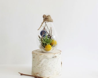 Billy Button Terrarium + Air Plant Kit // Air Plant Terrarium