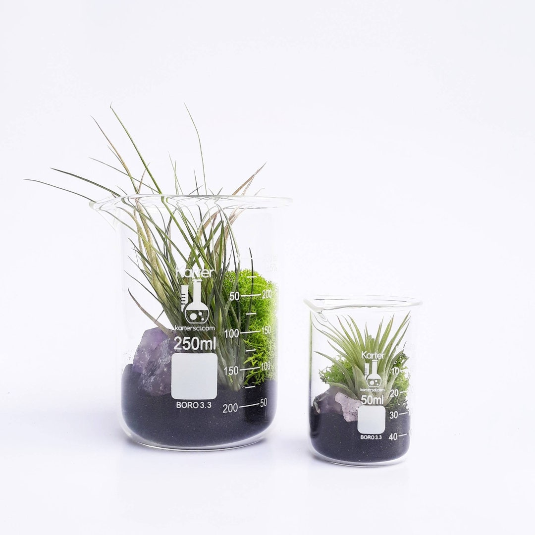 Science Inspired Gifts Air Plant Terrarium Beaker Set Etsy