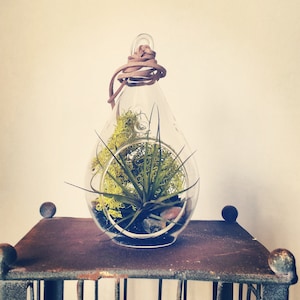 Air Plant Terrarium, Black Sand + Bright Green Moss // Terrariums