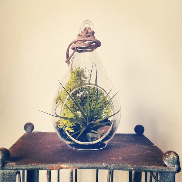 Air Plant Terrarium, Black Sand + Bright Green Moss // Terrariums