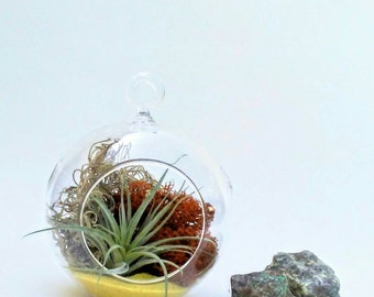 Mini Fall Planter + Air Plant // Mini Planter