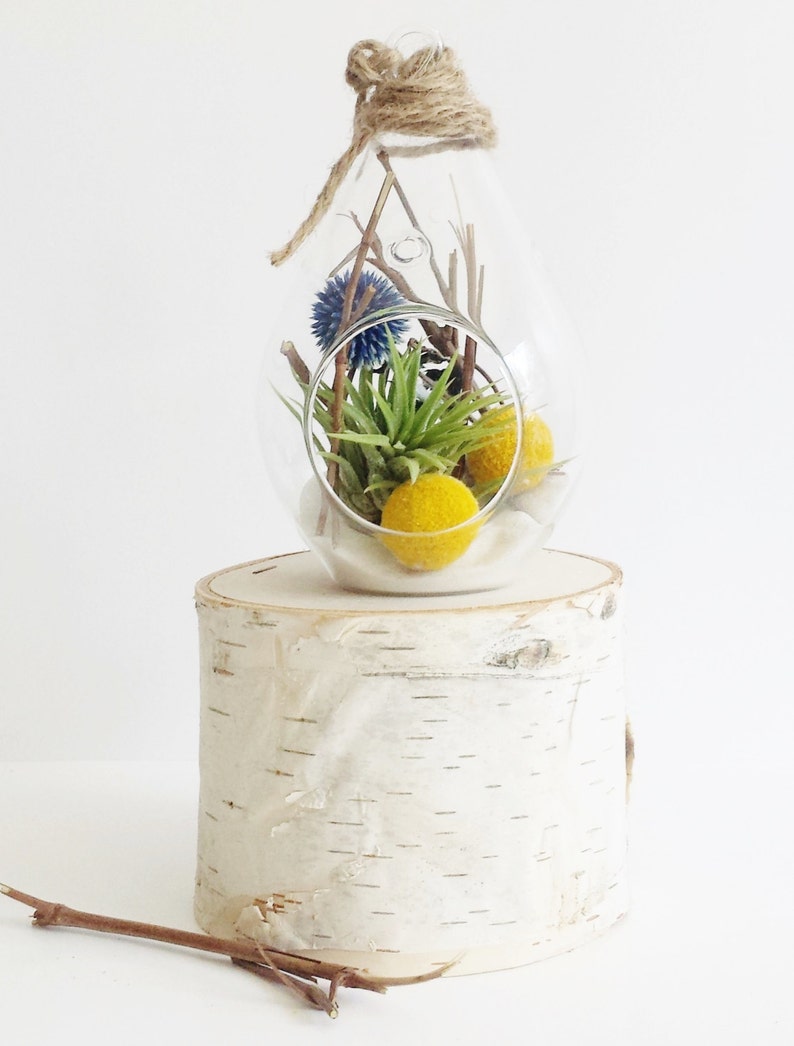 Air Plant Kit Billy Button Terrarium