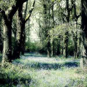 Carte de vœux Bluebell Wood