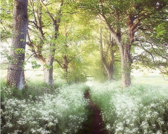 Frothy Footpath Greeting Card