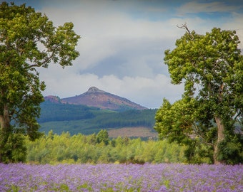 Blue Tansy Bennachie Greetings Card