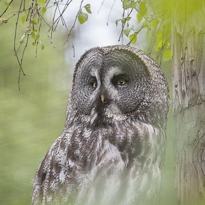 以下が含まれることがあります： 緑の葉に隠れた、黄色い目をした灰色と白のフクロウが枝にとまっている