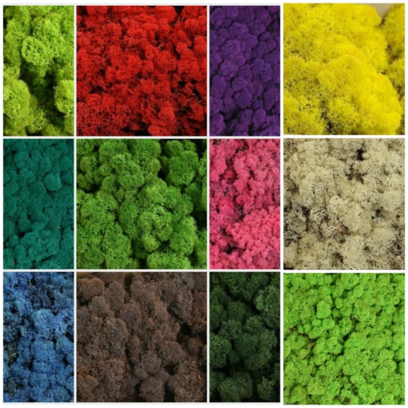 Reindeer Moss Preserved Moss Icelandic Moss 50g Reindeer - Etsy