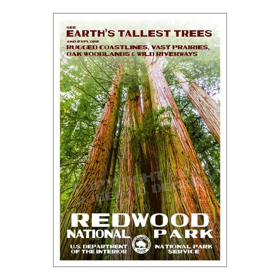 Free Shipping Vintage WPA Style Travel Poster 8 x 10 to 24 x 36 Redwood  National Park Poster Made in USA