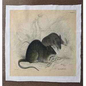 May include: A vintage illustration of two brown rats eating wheat stalks. The image is titled "The Brown Rat" and is from "Plate 21" of a book.