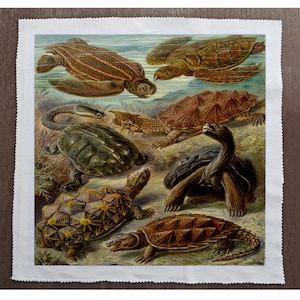 May include: A vintage illustration depicting a variety of turtle species. The image showcases a leatherback sea turtle, a snapping turtle, a softshell turtle, a painted turtle, and a box turtle. The turtles are illustrated in a natural environment with water, rocks, and plants.